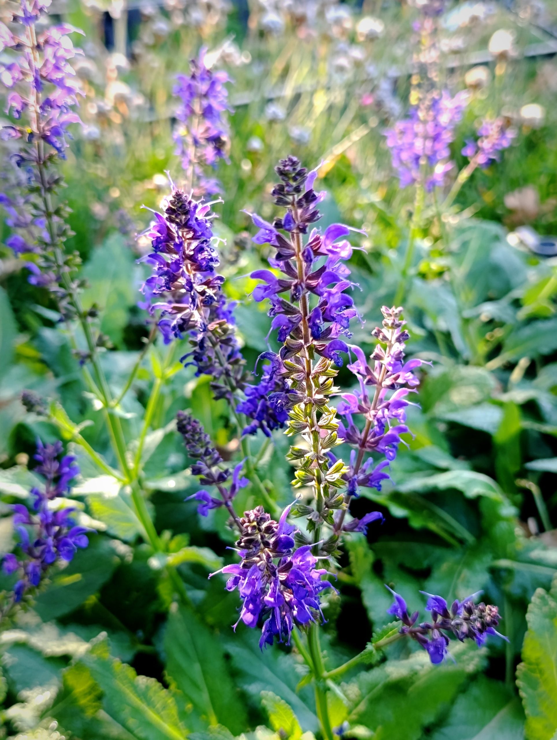 Salvia nemorosa «Viola klose»