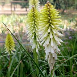Kniphofia «Ice Queen» (Plamenica)
