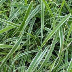 Phalaris arundinacea «Dwarf garters» (Svjetlica) (Kopiraj)