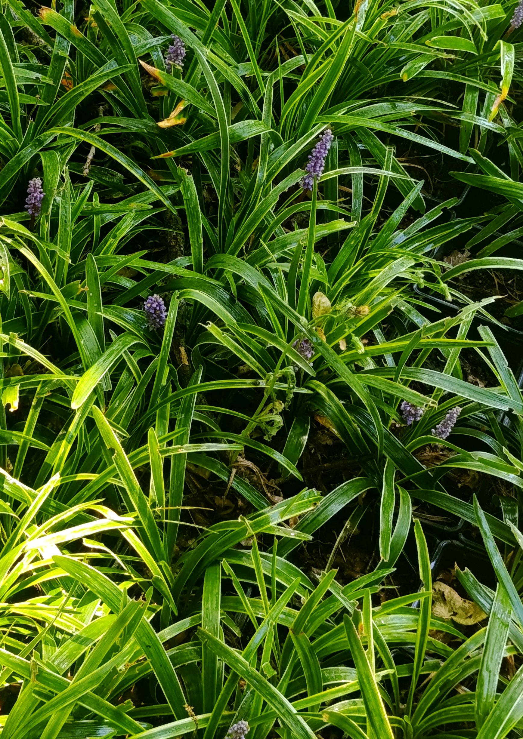 Liriope muscari «Goldband» - Slika 2
