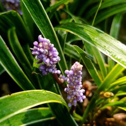 Liriope muscari «Goldband»