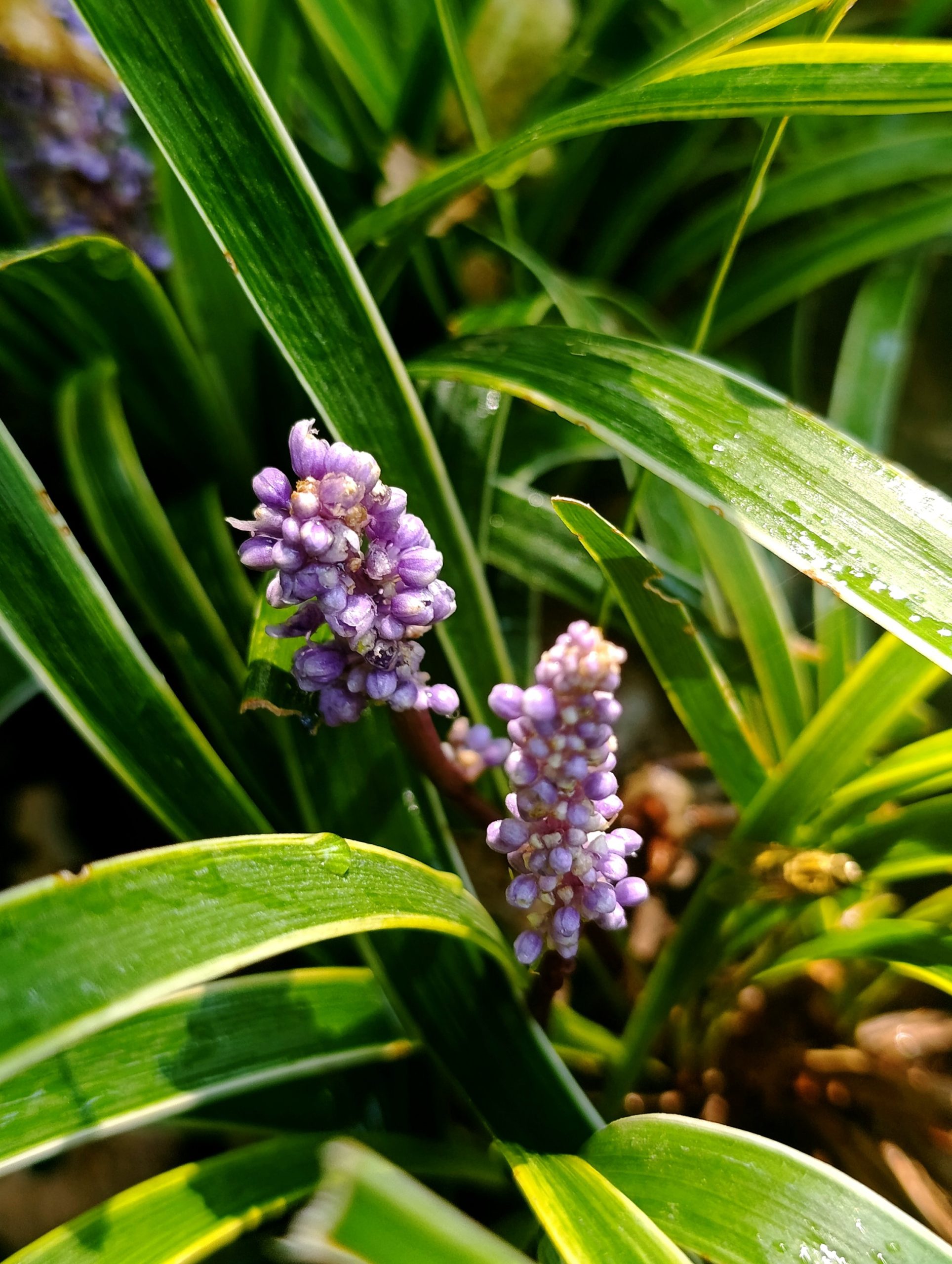 Liriope muscari «Goldband»