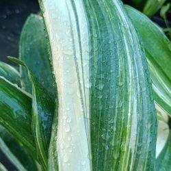Aspidistra elatior "Variegata"  (Aspidistra)