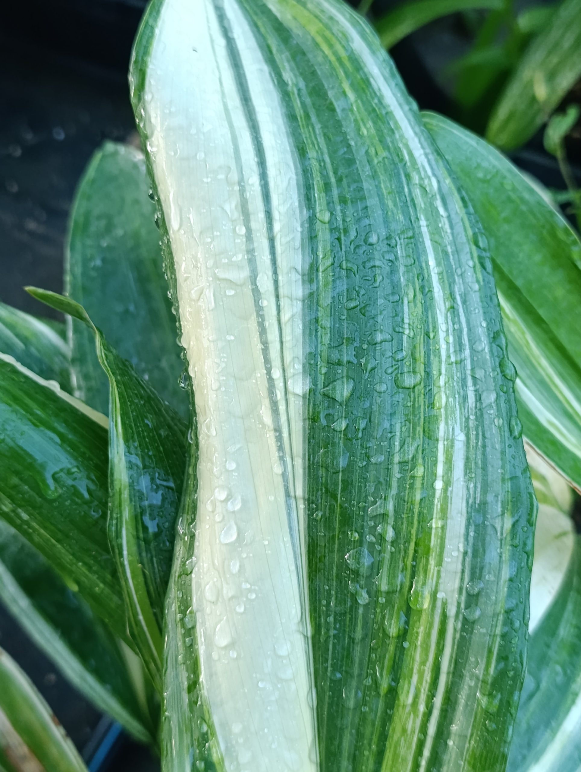 Aspidistra elatior "Variegata" (Aspidistra)