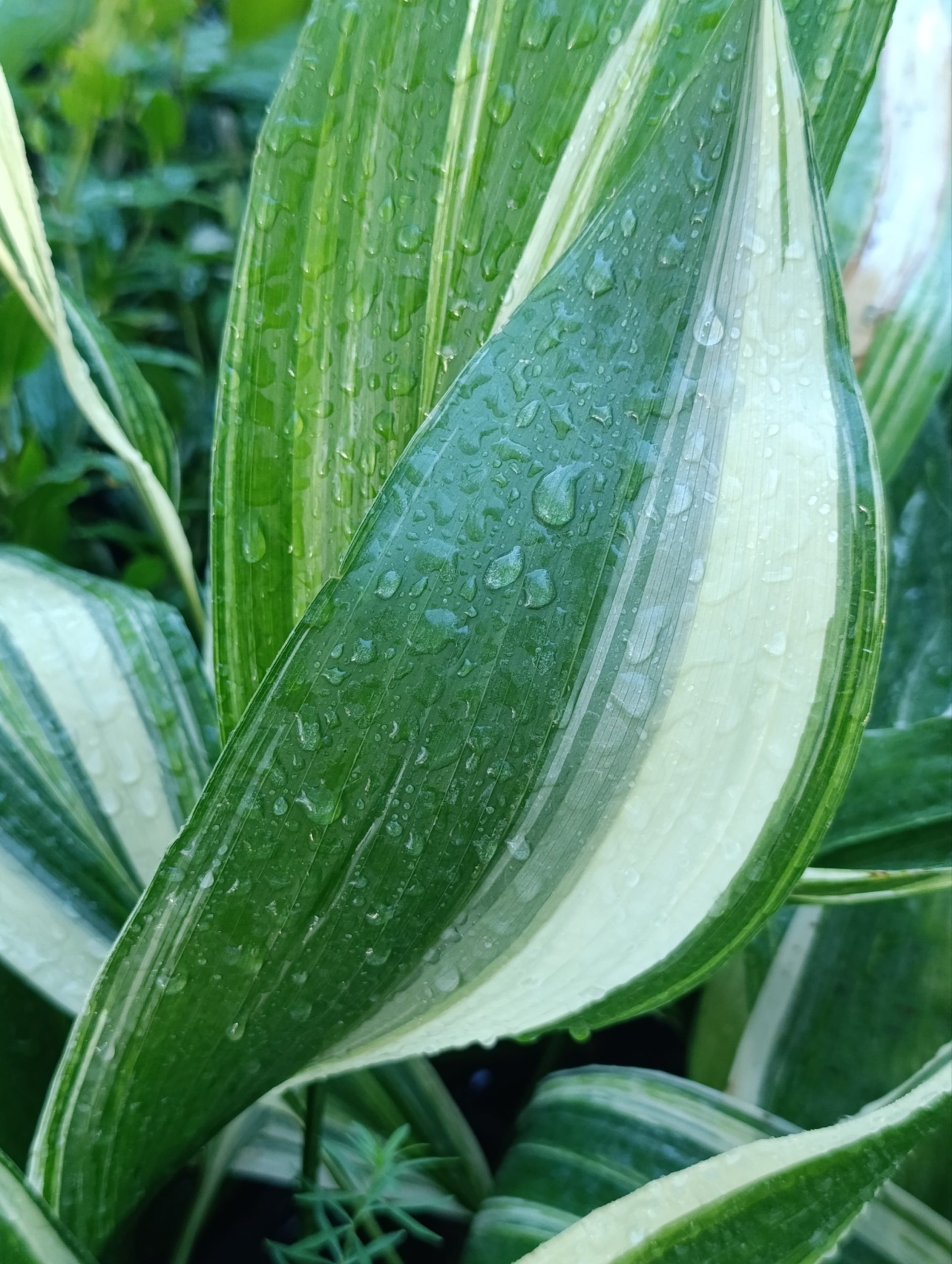 Aspidistra elatior "Variegata" (Aspidistra) - Slika 2