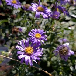 Aster x frikartii «Jungfrau» (Zvjezdan)
