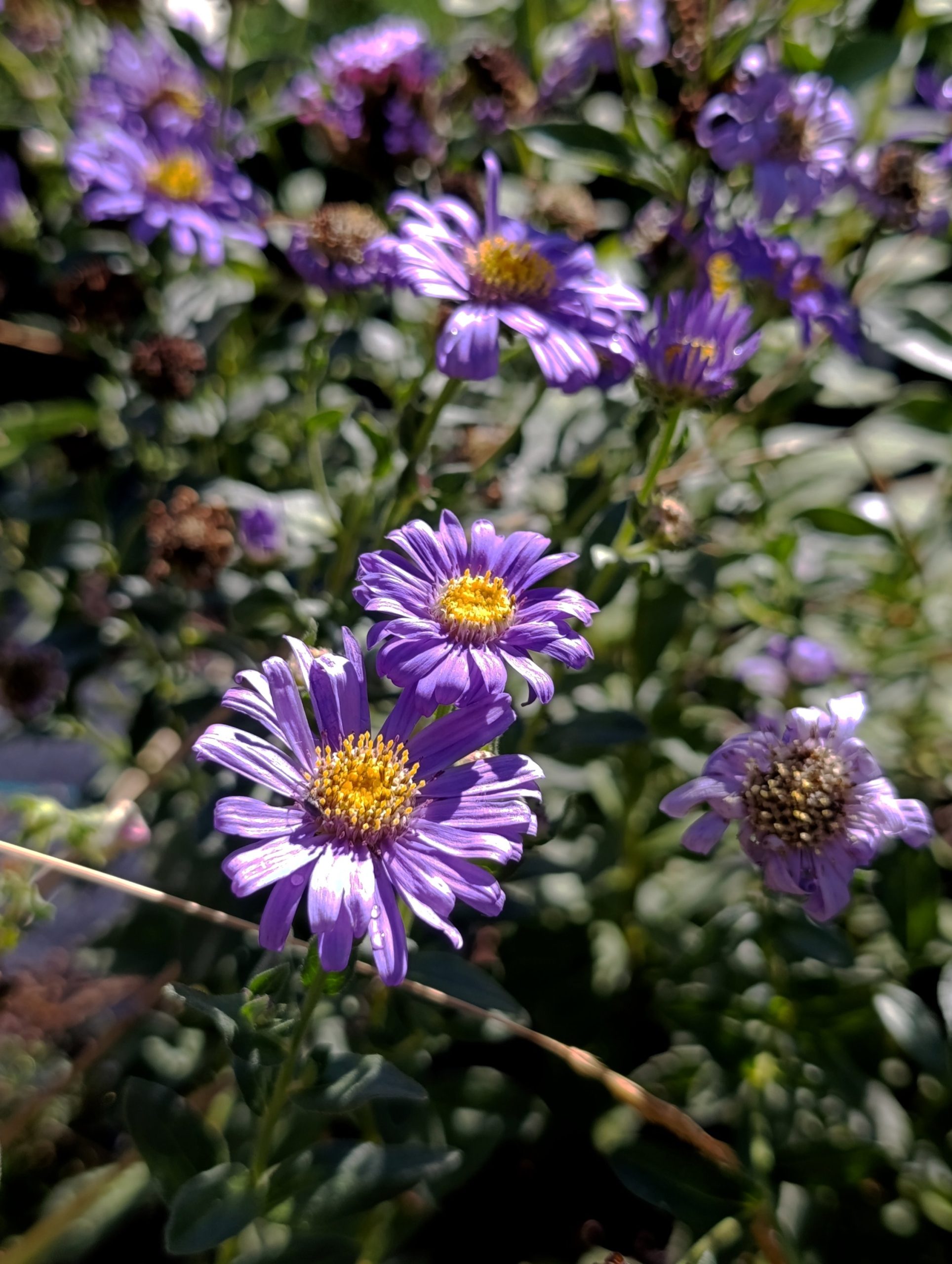 Aster x frikartii «Jungfrau» (Zvjezdan)