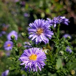 Aster dumosus «Marie Ballard»  (Jastučasti zvjezdan)