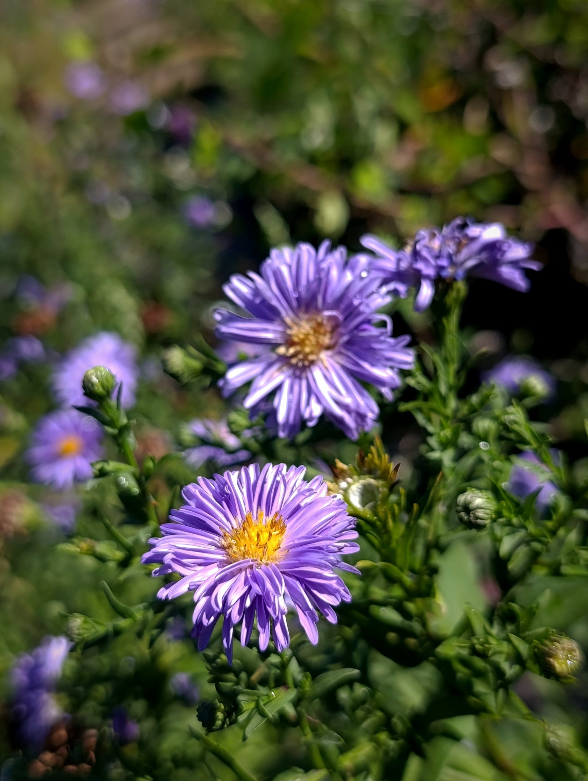Aster dumosus «Marie Ballard» (Jastučasti zvjezdan)
