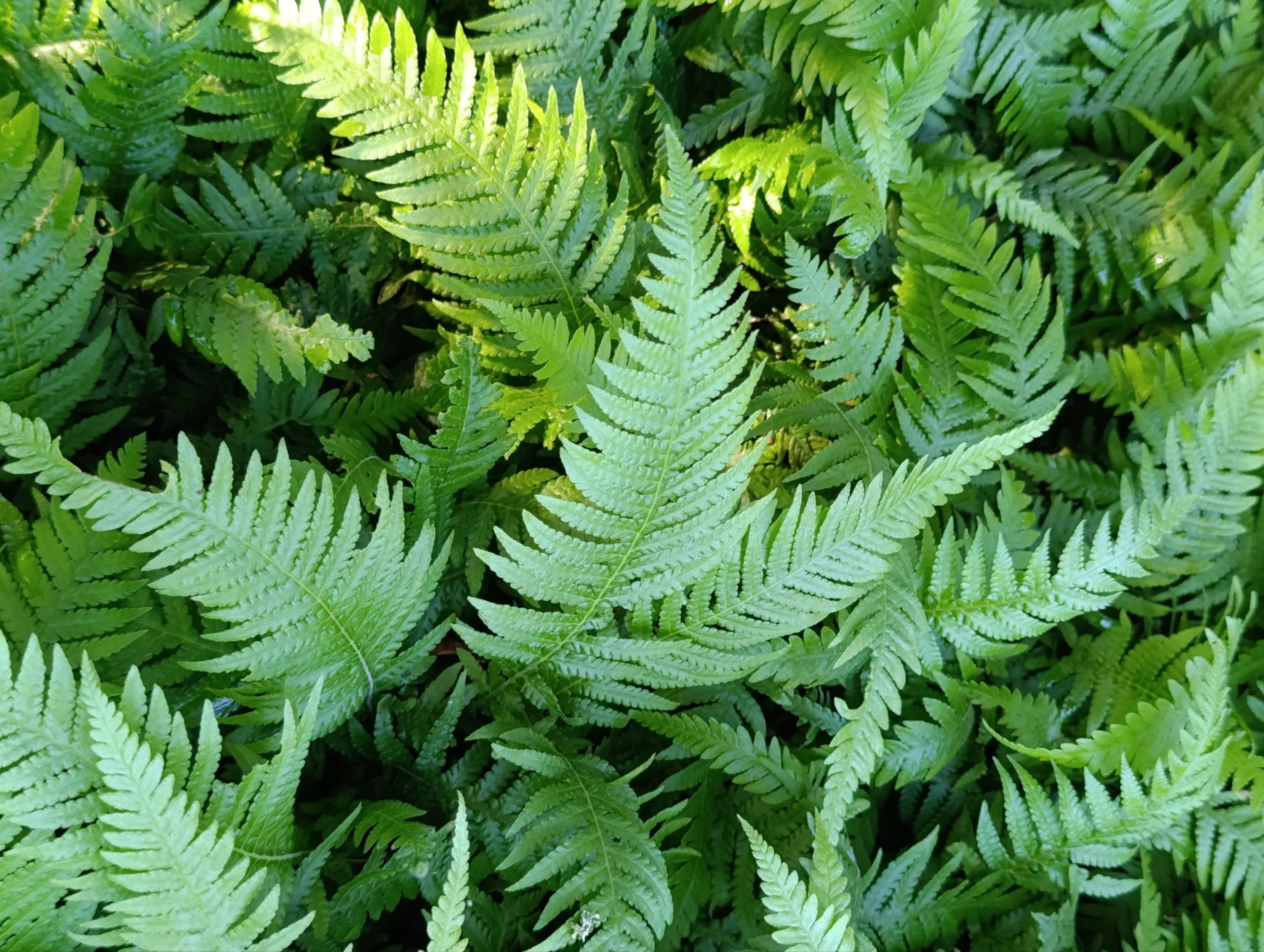 Thelypteris decursive-pinnata (Zelenka) – Močvarna Paprat - Slika 2