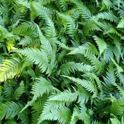 Thelypteris decursive-pinnata (Zelenka) – Močvarna Paprat