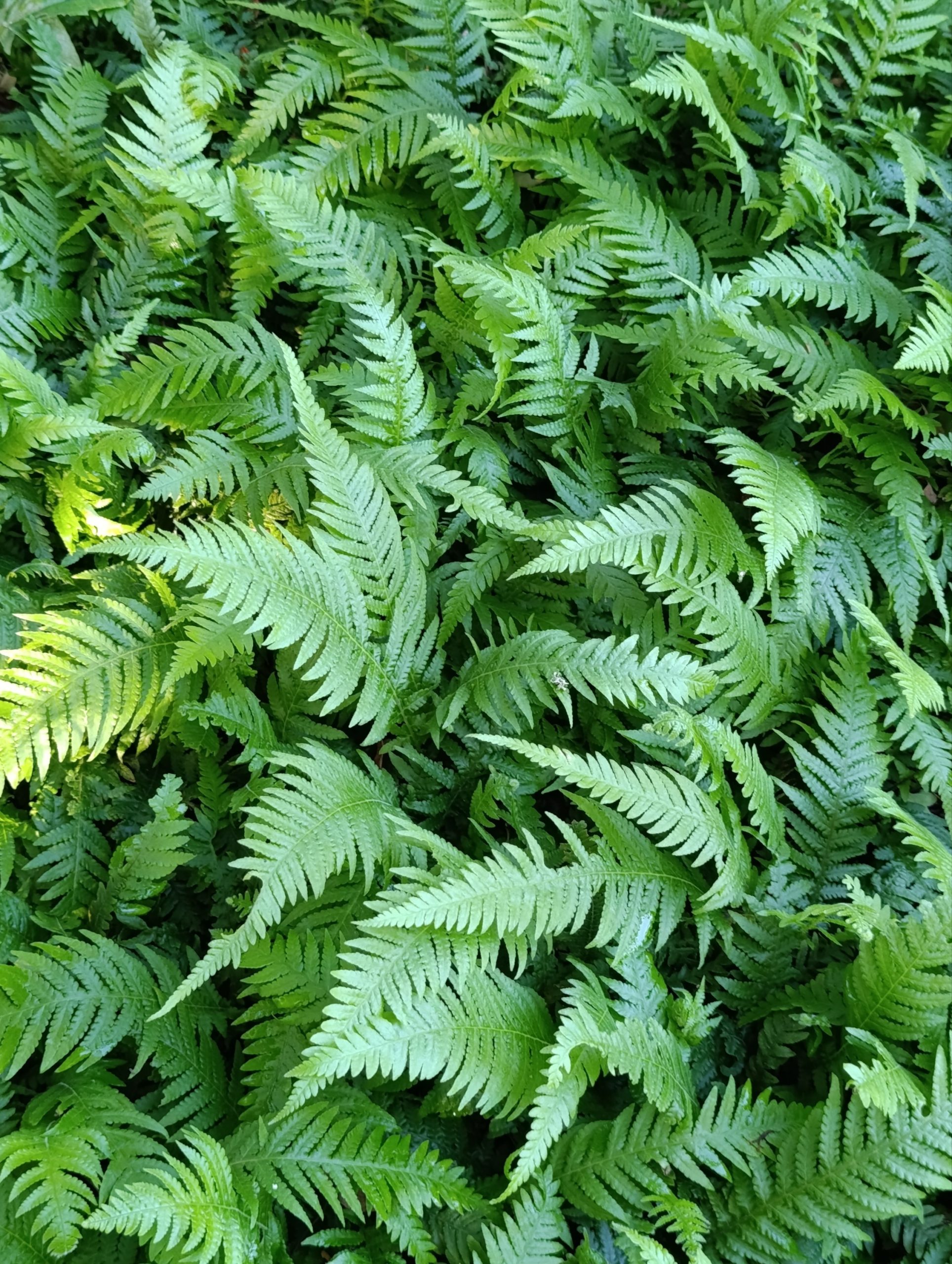 Thelypteris decursive-pinnata (Zelenka) – Močvarna Paprat