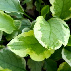 Symphytum grandiflorum «Goldsmith»