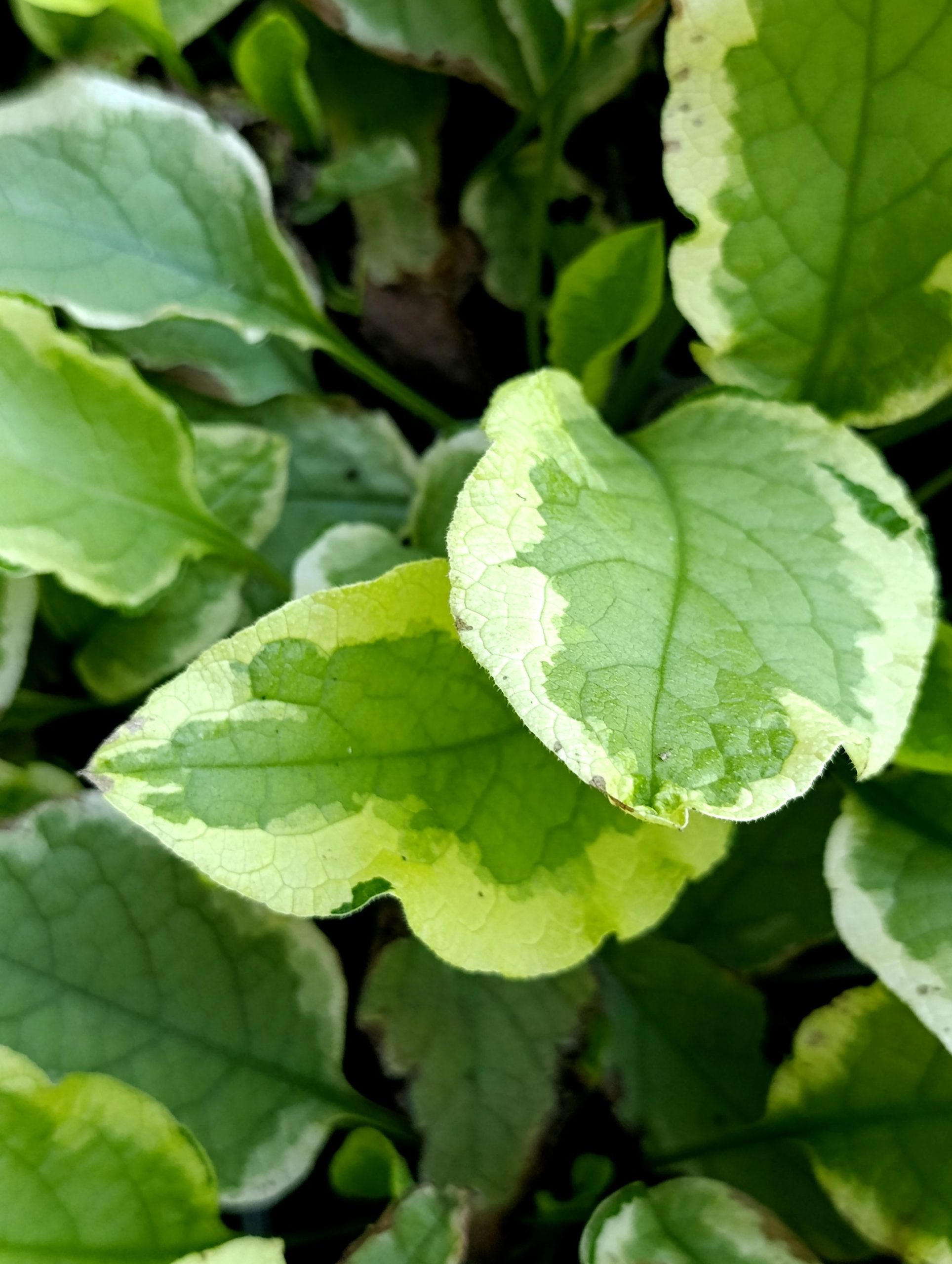 Symphytum grandiflorum «Goldsmith»