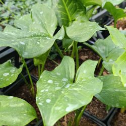 Arum italicum (Kozlac)